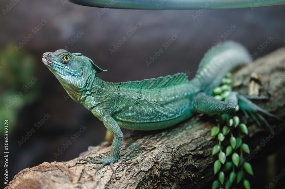 Fototapeta premium A vibrant green lizard rests gracefully on a mossy log in the autumn atmosphere of Strasbourg, France, showcasing nature's artistry