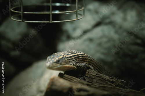 A lizard lounges on a mossy log under warm autumn light in a serene Strasbourg setting photo