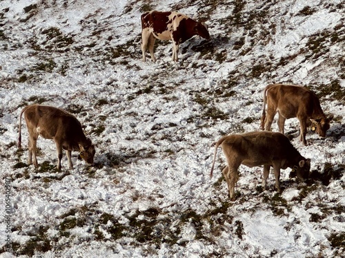 Kühe im Schnee