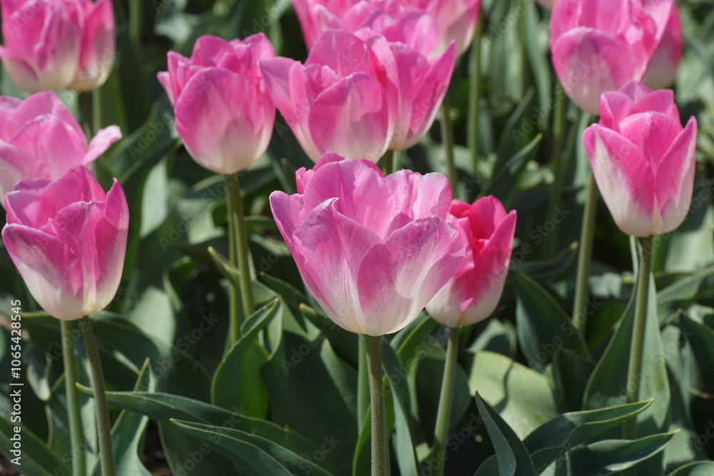 Fototapeta premium Close up pink white tulips in a Dutch tulip field near the village of Bergen in spring. May, Netherlands 