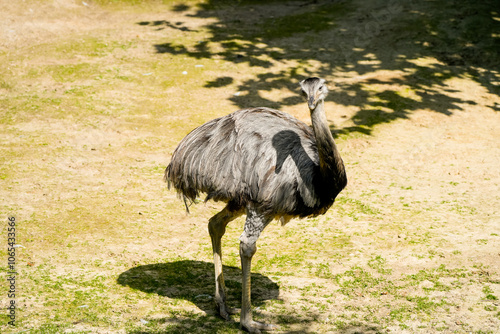 Portrait of a Rhea. Large ratite close-up. Rhea americana.
 photo