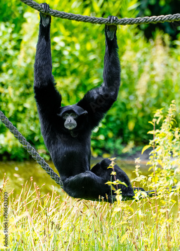 A siamang hangs on a rope in front of a green background. Monkey close-up. Symphalangus syndactylus.
 photo