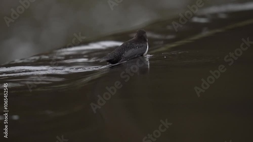 A small bird dives into a strong current of water in search of food. The white-throated dipper (Cinclus cinclus), also known as the European dipper or just dipper, is an aquatic passerine bird 