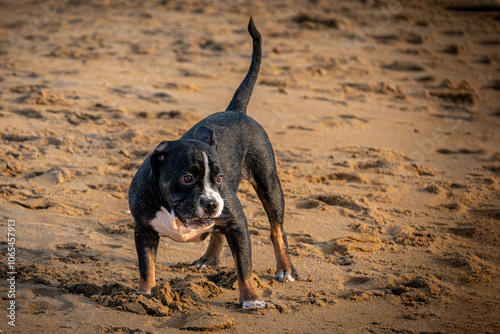Playful Pup’s Beach Day