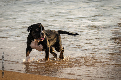 Playful Pup’s Beach Day