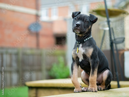 Puppy with bowed legs limb deformity sitting in garden photo