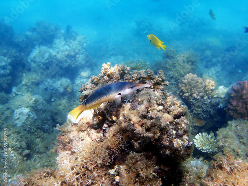 Gomphosus caeruleus, the green birdmouth wrasse photo