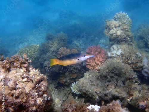 Gomphosus caeruleus, the green birdmouth wrasse photo