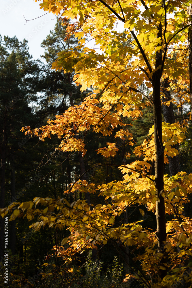 Obraz premium Beautiful sunny autumn landscape of forest with maple trees in Latvia. Seasonal scenery of Northern Europe.