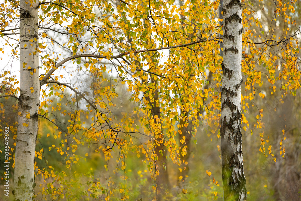 Fototapeta premium A beautiful autumn landscape with gold colored birch trees in Latvia. Seasonal scenery of Northern Europe.