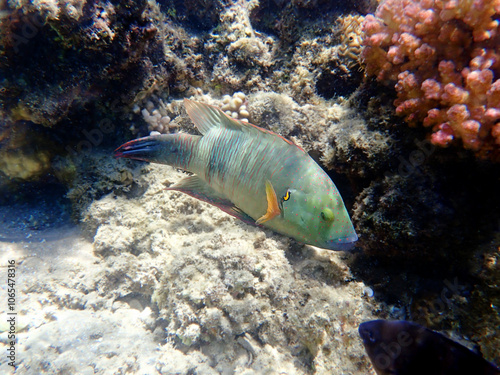 Broomtail wrasse fish - (Cheilinus lunulatus)  photo