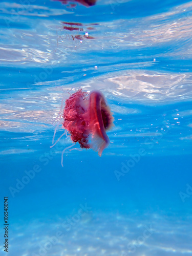 Cephea cephea, also known as the crown jellyfish, or cauliflower jellyfish photo