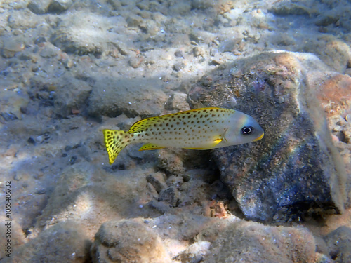 Yellow banded sweetlips fish - Plectorhinchus lineatus photo