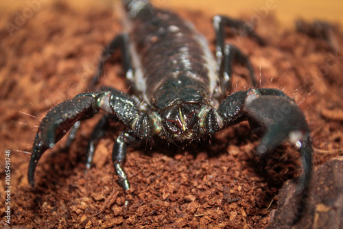 scorpio forest rainforest macro closeup claws chelicerae pincers pandinus heterometrus photo