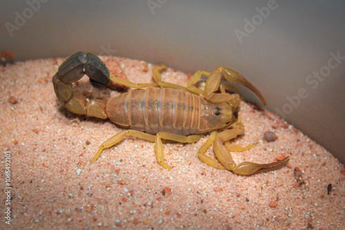 desert yellow scorpio macro closeup Androctonus australis photo