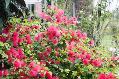 Beautiful Red Powder Puff (Calliandra haematocephala) flowers. photo