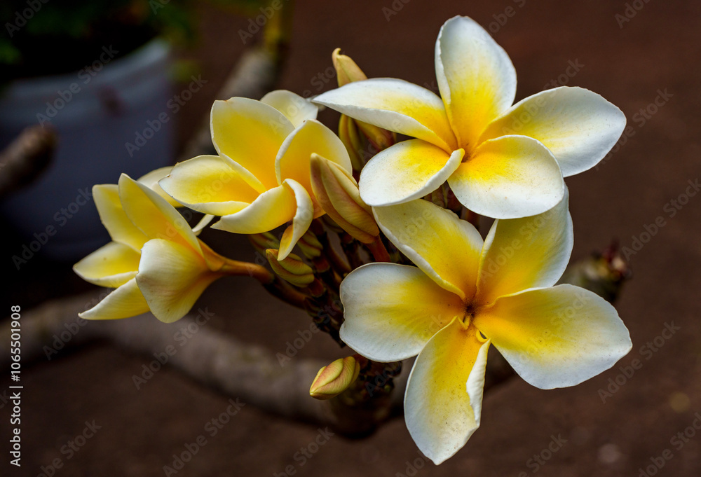 Fototapeta premium Plumeria and hibiscus flowers from Hawaii Koko Crater Botanical Garden