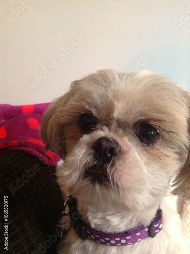 Shih tzu gazing adoringly waiting for cuddles photo