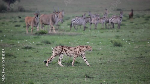 One of kind video of a cheetah walking in front of a bunch of prey animals like Eland and zebra photo