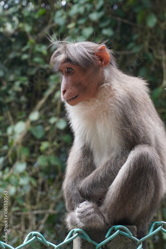 A monkey in kerala, Thai monkey, Monkey photo, Cute and unique animal monkeys