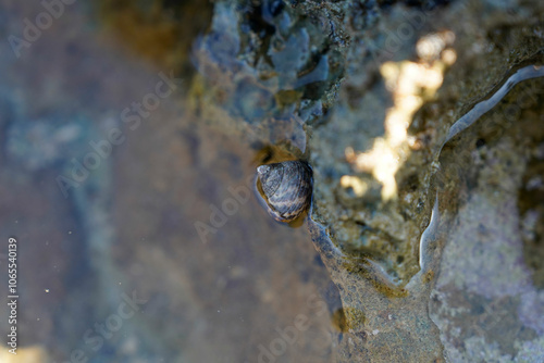 Close-Up of Shell on Rocky Beach with Clear Water in the Background