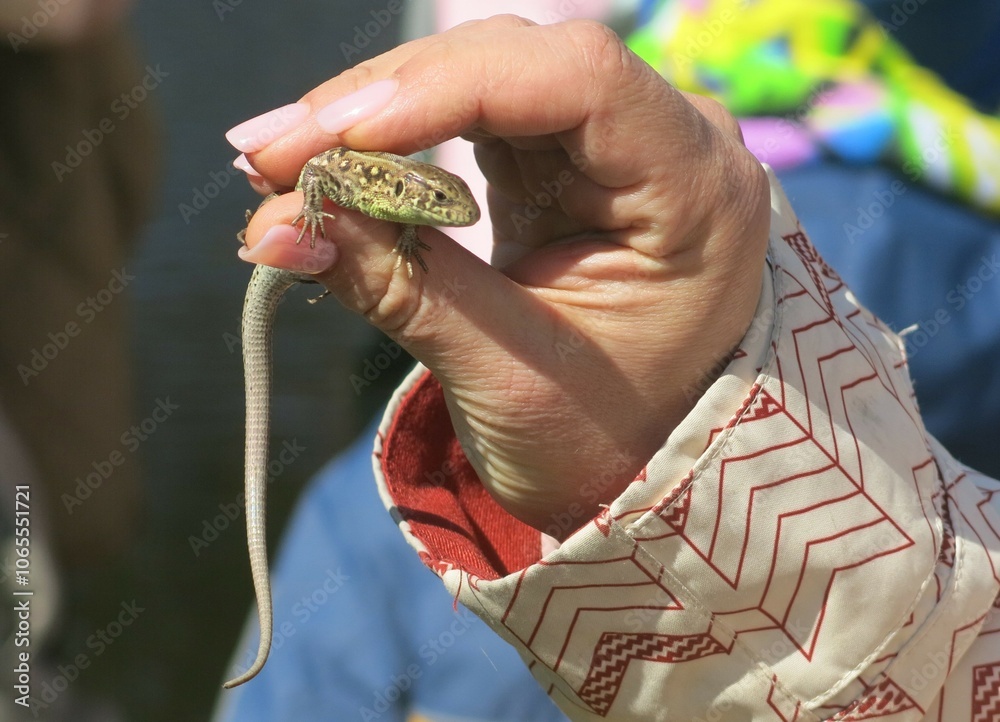 Fototapeta premium man holds a lizard in his hand