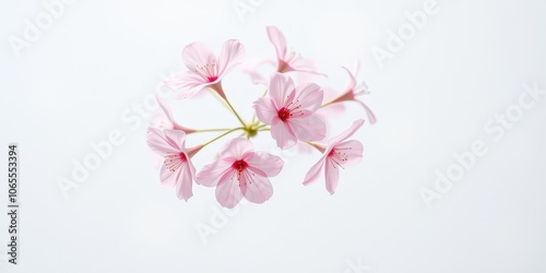 Delicate pink cherry blossoms with delicate stamens against a soft white background, showcasing nature's gentle beauty.