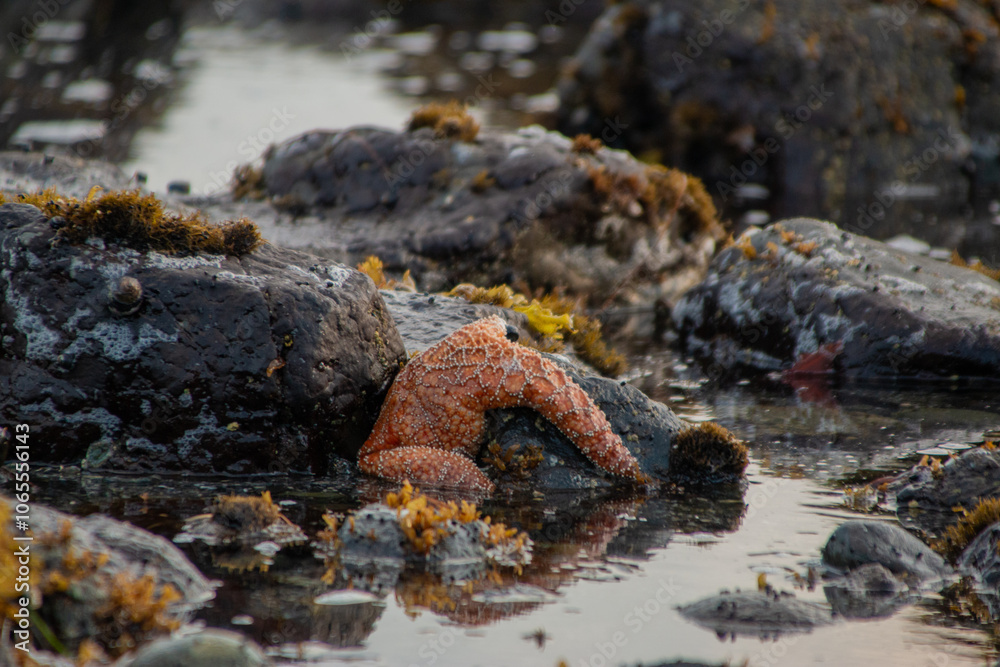 Fototapeta premium Orange seastar on the rock