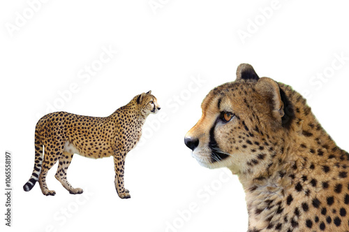 cheetan isolated on white background photo