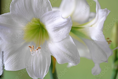 Amaryllis weiß