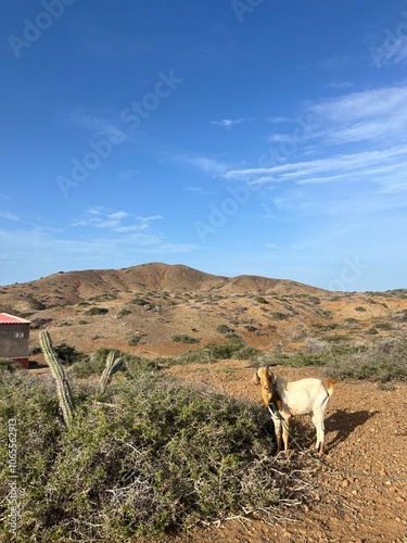 Desert Goat