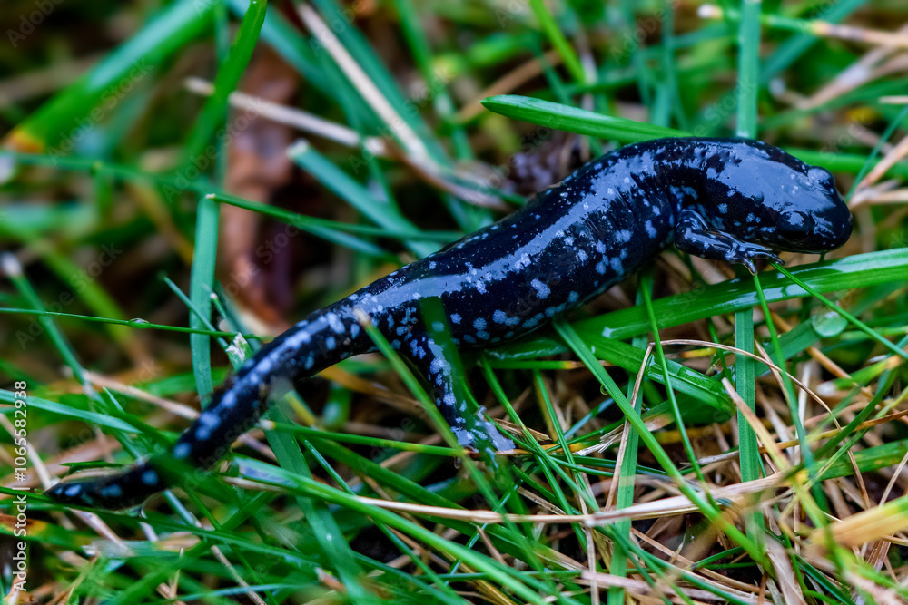 Blue Spotted Salamander in the Grass Blue Spotted Salamander in the Grass