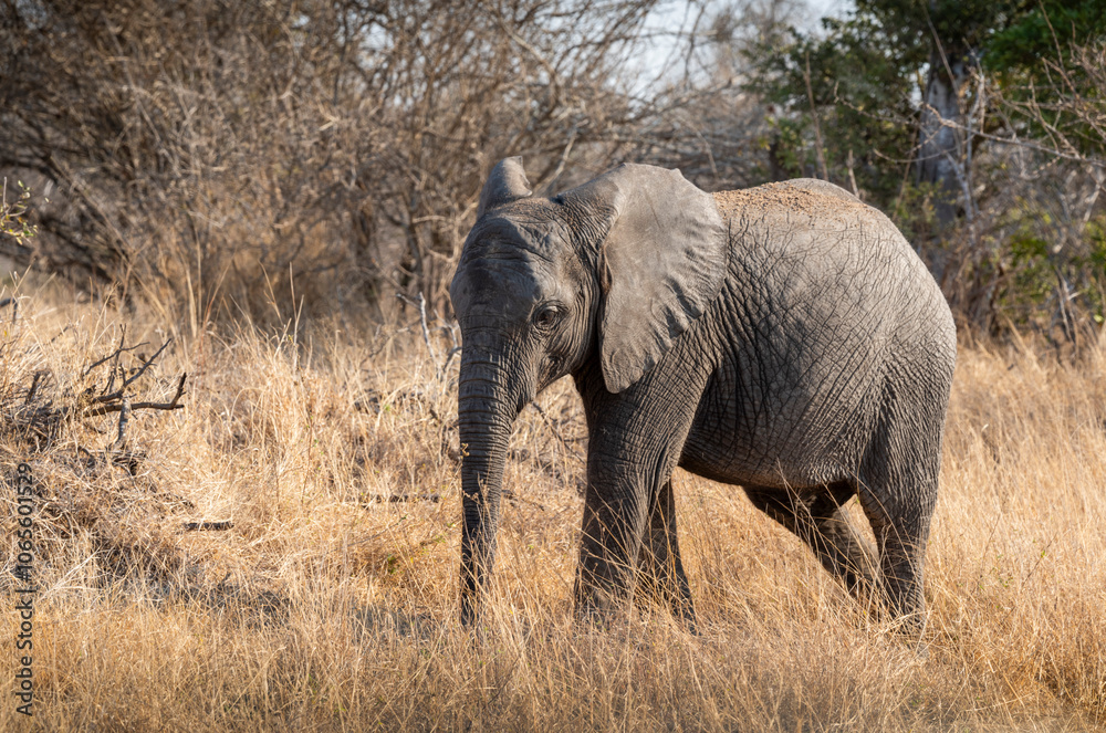 Obraz premium The African bush elephant, Loxodonta africana, also known as the African savanna elephant. Kruger Park Big five Safari South Africa
