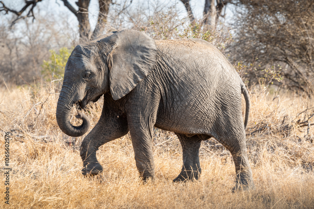 Fototapeta premium The African bush elephant, Loxodonta africana, also known as the African savanna elephant. Kruger Park Big five Safari South Africa
