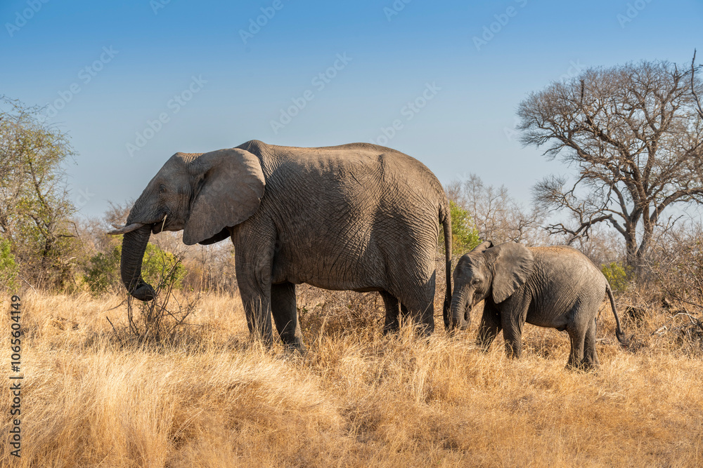 Fototapeta premium The African bush elephant, Loxodonta africana, also known as the African savanna elephant. Kruger Park Big five Safari South Africa