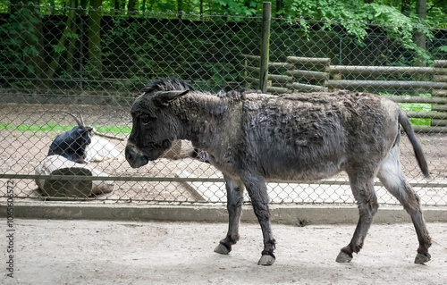 The gray donkey walks along the aviary in the zoo. the animal is shedding its fur. Side view