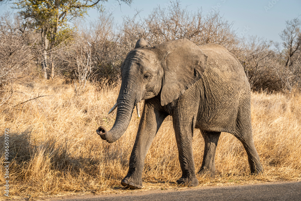 Fototapeta premium The African bush elephant, Loxodonta africana, also known as the African savanna elephant. Kruger Park Big five Safari South Africa