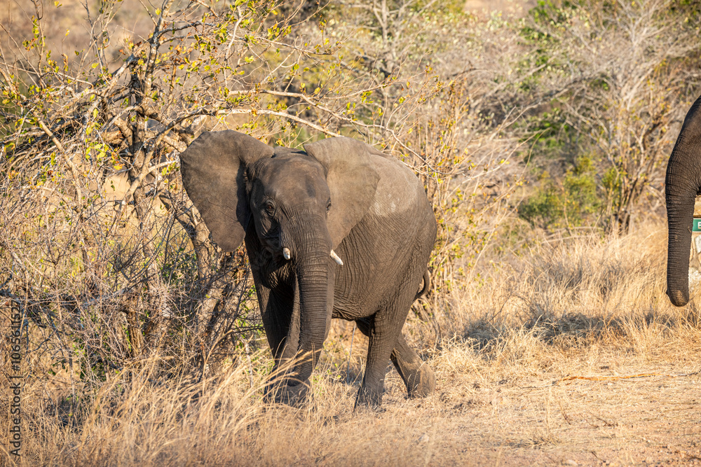 The African bush elephant, Loxodonta africana, also known as the African savanna elephant. Kruger Park Big five Safari South Africa The African bush elephant, Loxodonta africana, also known as the African savanna elephant. Kruger Park Big five Safari South Africa