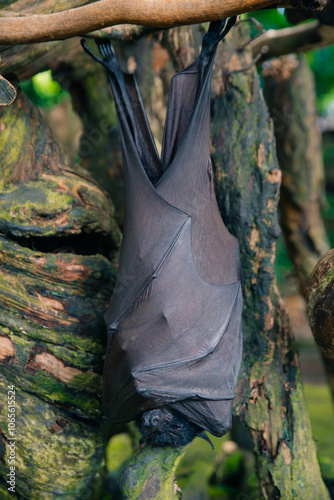 Fruit bat on Bali in Indonesia. Male bat photo