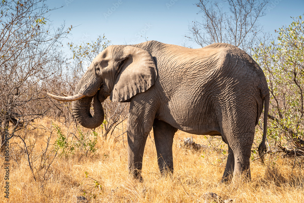 Obraz premium The African bush elephant, Loxodonta africana, also known as the African savanna elephant. Kruger Park Big five Safari South Africa