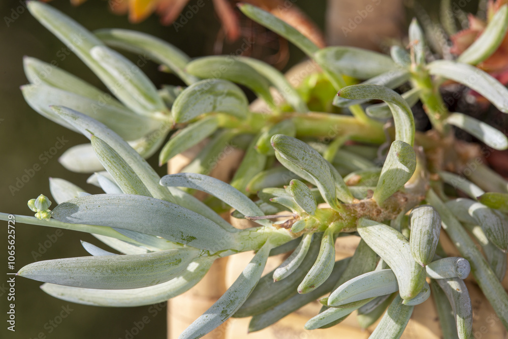 Naklejka premium Proxiphographie d'une plante grasse (succulente) - Senecio serpens - Curio repens