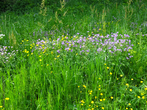 Wallpaper Mural Romantic wildflowers grow in summer Torontodigital.ca