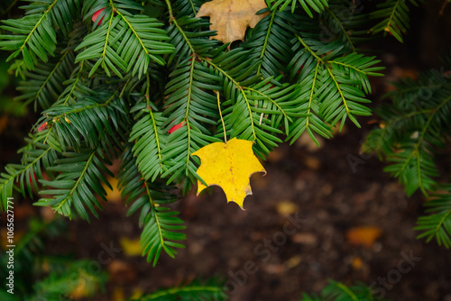 A yellow maple leaf fell on the green twigs of a Christmas tree, autumn in the Czech Republic