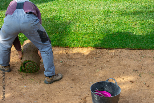 Man laying grass turf rolls for new garden lawn