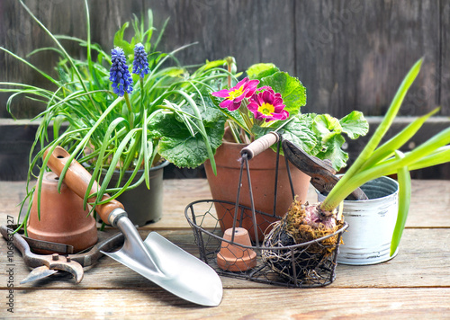 primrose and muscari in flower pot  with little shovel and other garden equip...