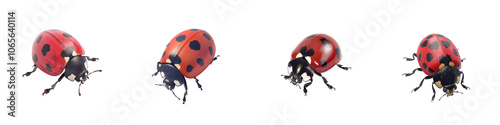 A collection of four colorful ladybugs on a white isolated background, showcasing their unique patterns and vibrant colors. photo