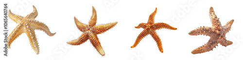 A group of starfish displayed on a white isolated background.