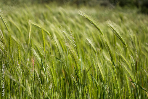 Grass field with spring winds