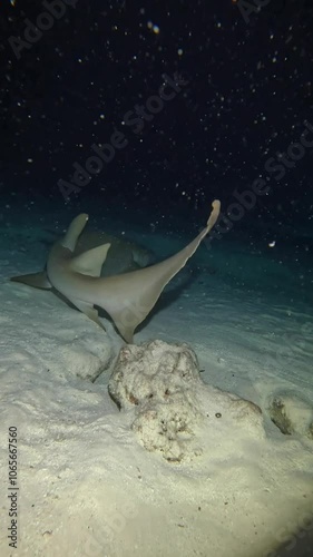 Night diving with sharks in the Maldives. Nurse sharks on the hunt. 