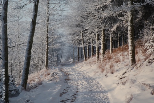 Fototapeta Naklejka Na Ścianę i Meble -  Winter landscape with snow covered trees in Beskidy Mountains  Poland.